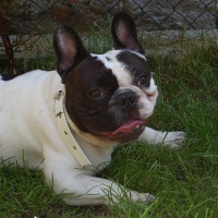 Bulldog_frances