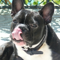 bulldog_frances2