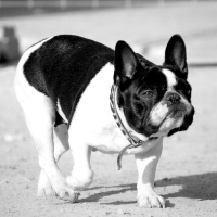 bulldog_frances3