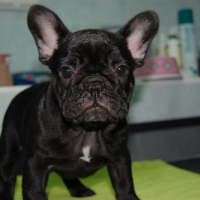 bulldog_frances4