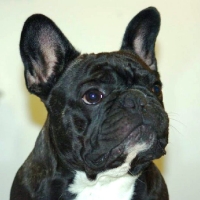 bulldog_frances_cabeza2