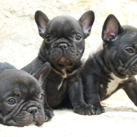 Bulldog_frances