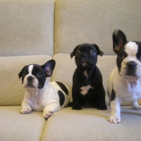 bulldog_frances_cachorros2