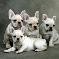 bulldog_frances_cachorros3
